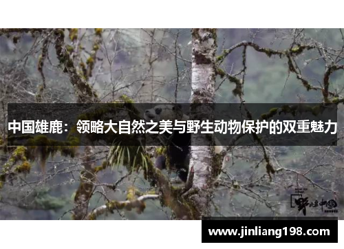 中国雄鹿：领略大自然之美与野生动物保护的双重魅力